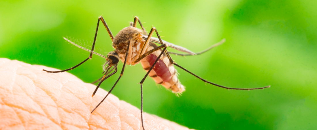 RÃ©sultat de recherche d'images pour "moustiques"
